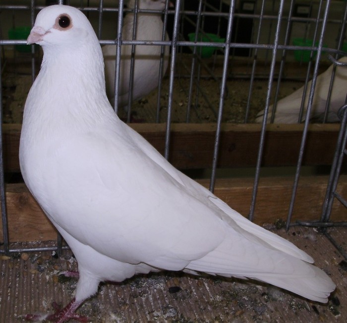 0956 Jucator Csepel H 07