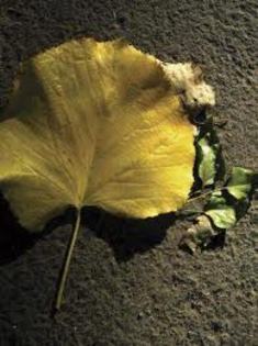 images (81) - Imagini artistice