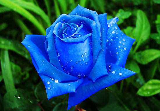 1956211-2-blue-rose - FLORI DE TOATE CULORILE