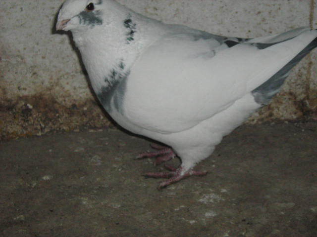 IMG_0210 - Porumbei americani