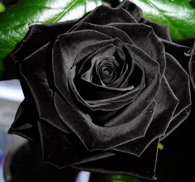the-black-rose1 - FLORI DE TOATE CULORILE