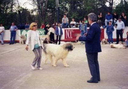 Ursu de Romania BIS Floreasca 2000 1