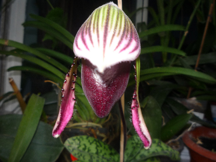 P1030886 - Paphiopedilum - Papucelul meu