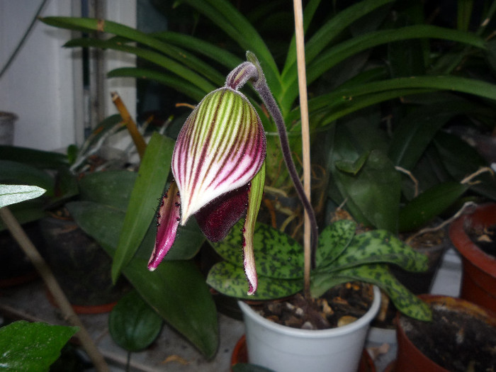 P1030887 - Paphiopedilum - Papucelul meu