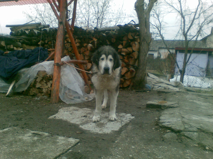 20122011 - caini ciobanesti de bucovina care au fost sau sunt in proprietatea mea