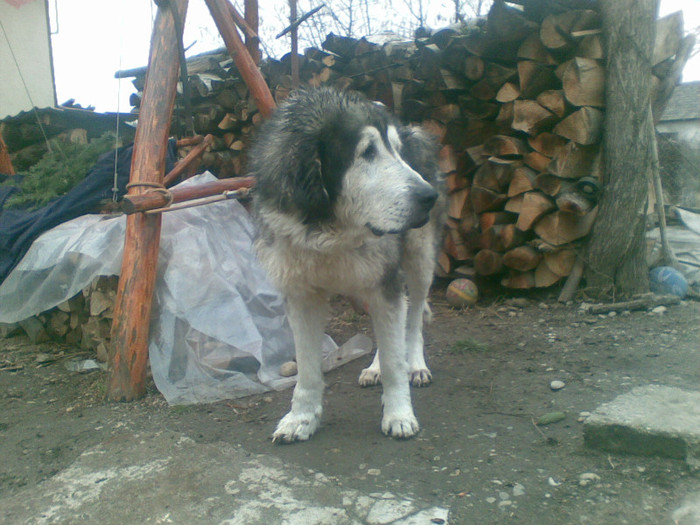 22122011(001) - caini ciobanesti de bucovina care au fost sau sunt in proprietatea mea