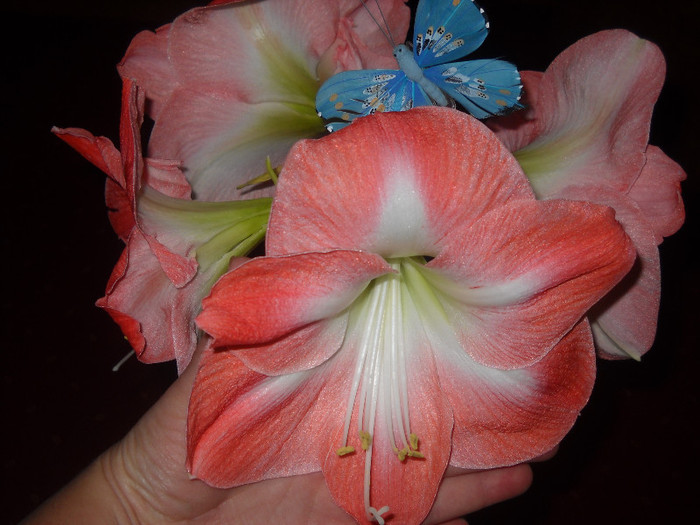 23 DECEMBRIE 011, - 1AMARYILIS 2010-2019