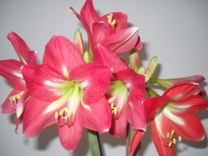 23 DEC.2011-si MAI AM BOBOCI