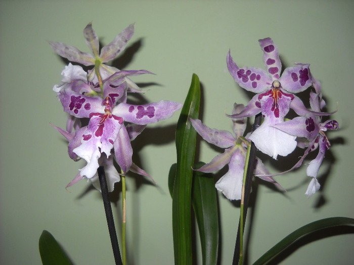 Beallara- 23 DEC.2011 - Orhideea - Phalaenopsis-Cambria