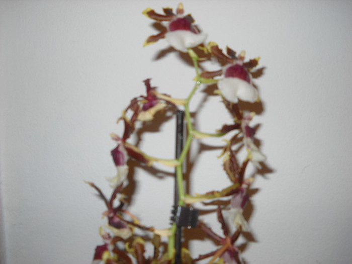 23 DECEMBRIE 011 - Orhideea - Phalaenopsis-Cambria