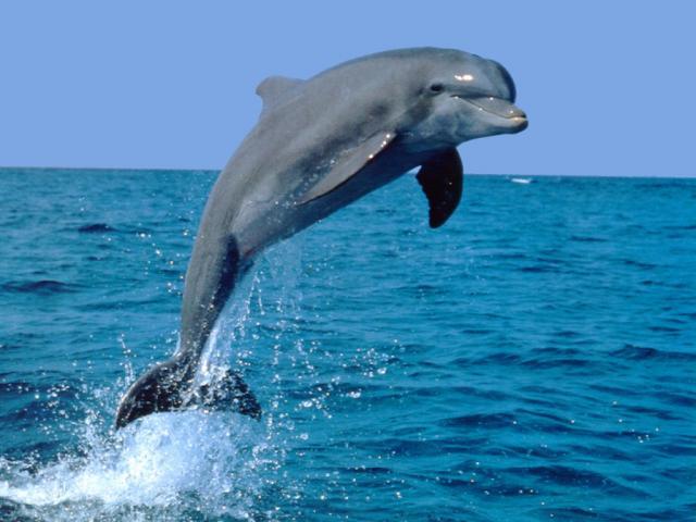 delfin - poze cu delfini