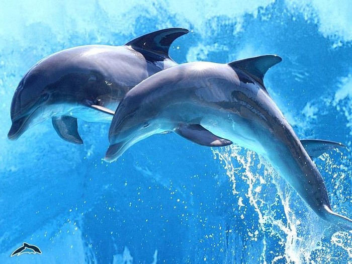 delfini - poze cu delfini