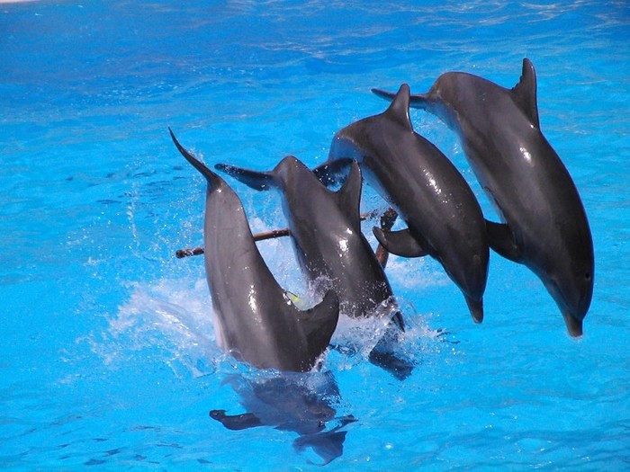 delfini-11 - poze cu delfini