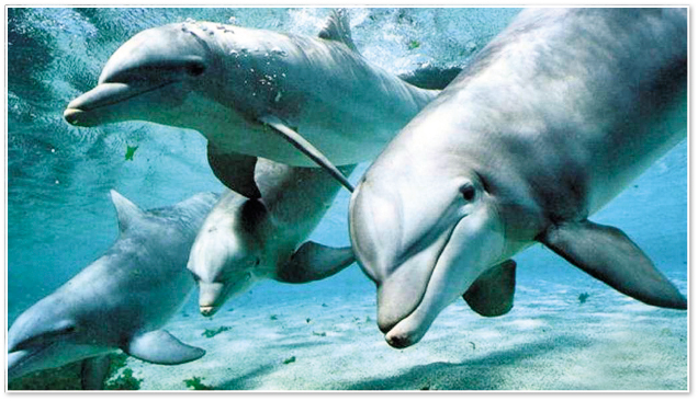 delfini (1) - poze cu delfini