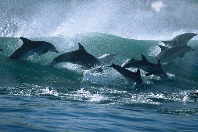 delfini (2) - poze cu delfini