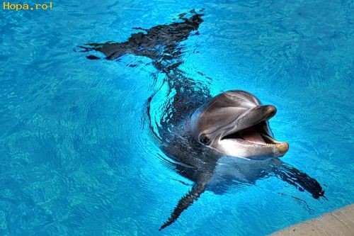 delfini - poze cu delfini