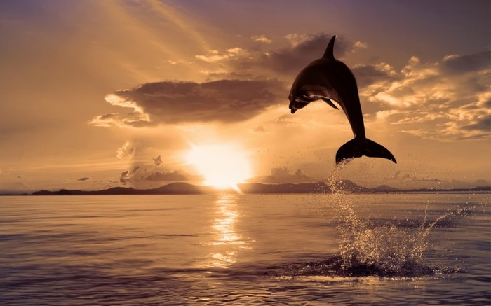 poze_delfin - poze cu delfini
