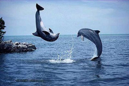 Delfini - poze cu delfini