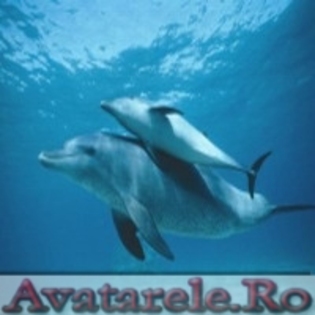 www_avatarele_ro__1224512232_979749 - poze cu delfini