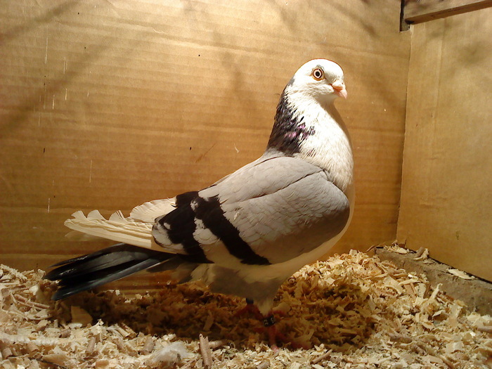 Data in Bucuresti la Catalin - D- Porumbei JUCATORI DE GALATI VANDUTI Album 1