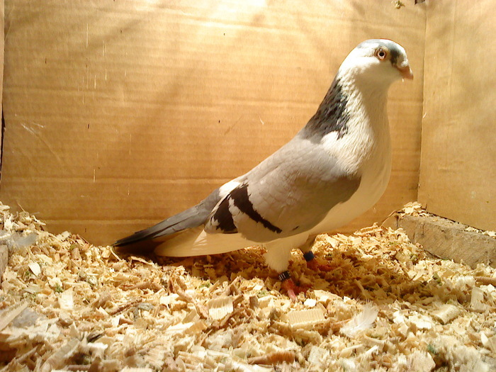 Dat in Bucuresti la Catalin - D- Porumbei JUCATORI DE GALATI VANDUTI Album 1