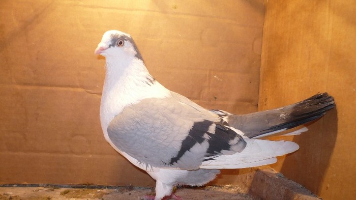 Dat in Bucuresti la Catalin - D- Porumbei JUCATORI DE GALATI VANDUTI Album 1