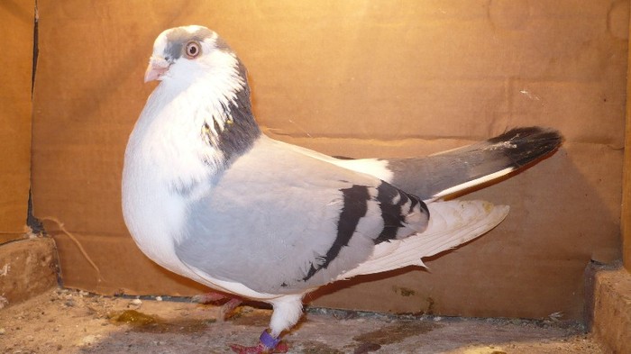 Dat in Bucuresti la Catalin - D- Porumbei JUCATORI DE GALATI VANDUTI Album 1