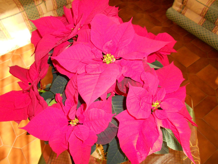 DSCN1181 - NATALE 2011 CRACIUN 2011