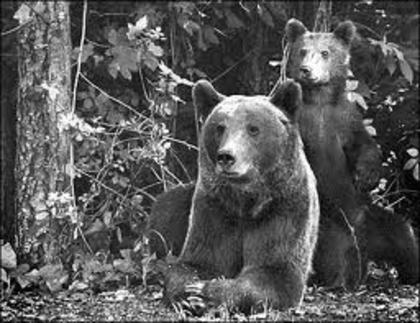 images (2) - poze cu ursi