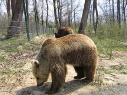 images (4) - poze cu ursi