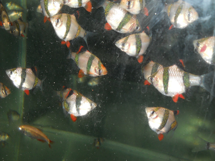 noiembrie 2011 221 - pesti din crescatorie