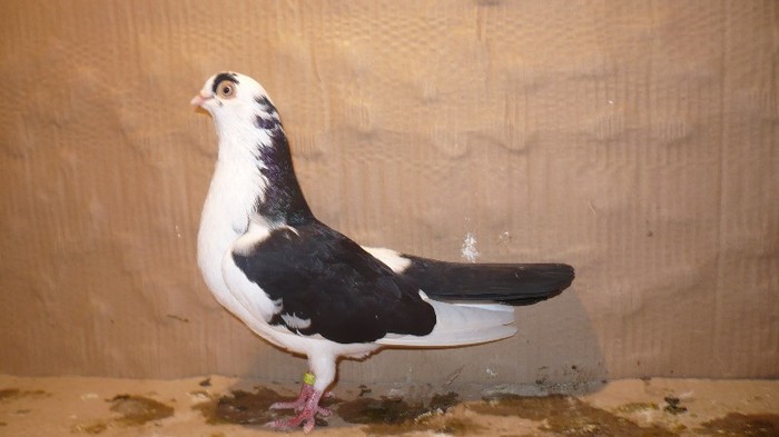 Data in Cobadin la Osbai - D- Porumbei JUCATORI DE GALATI VANDUTI Album 1