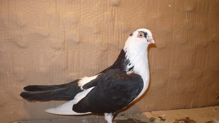 Dat in Cobadin la Osbai - D- Porumbei JUCATORI DE GALATI VANDUTI Album 1