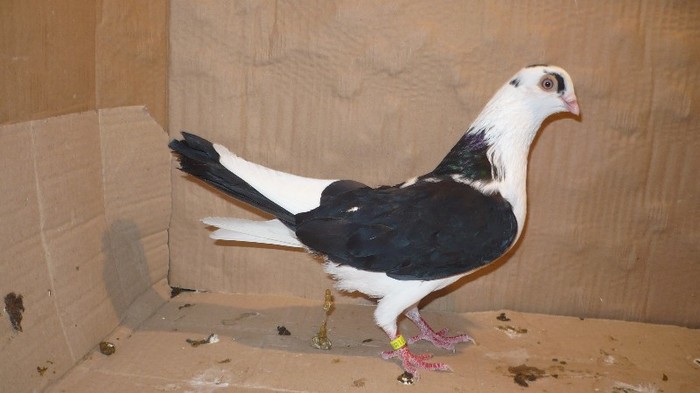 Dat in Cobadin la Osbai - D- Porumbei JUCATORI DE GALATI VANDUTI Album 1