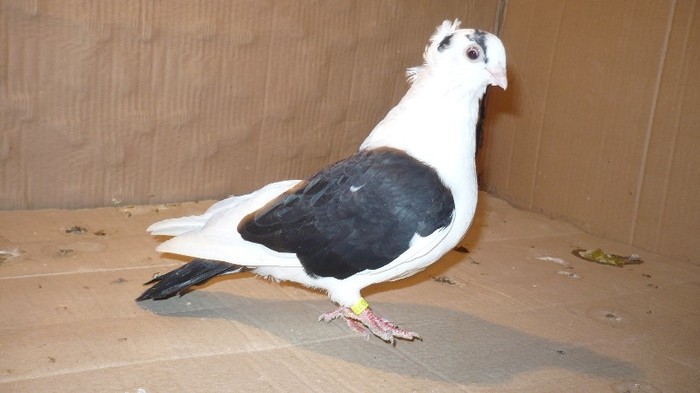 Data in Cobadin la Osbai - D- Porumbei JUCATORI DE GALATI VANDUTI Album 1