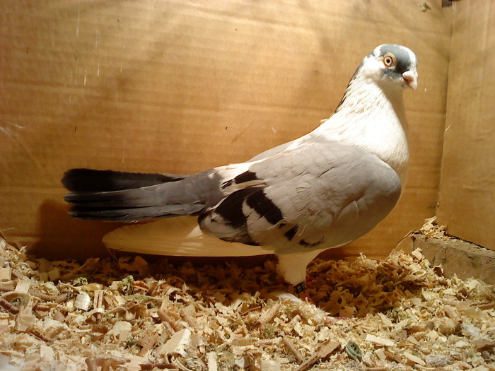 Dat in Cobadin la Osbai - D- Porumbei JUCATORI DE GALATI VANDUTI Album 1