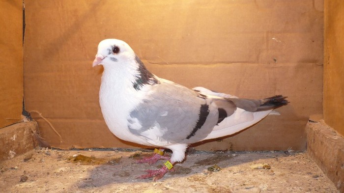 Data in Cobadin la Osbai - D- Porumbei JUCATORI DE GALATI VANDUTI Album 1