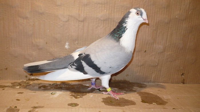 Dat in Cobadin la Osbai - D- Porumbei JUCATORI DE GALATI VANDUTI Album 1