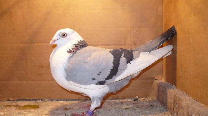 Data in Cobadin la Osbai - D- Porumbei JUCATORI DE GALATI VANDUTI Album 1