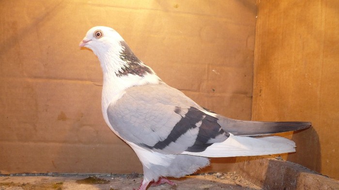 Data in Cobadin la Osbai - D- Porumbei JUCATORI DE GALATI VANDUTI Album 1