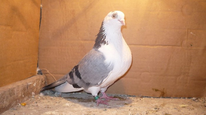 Data in Cobadin la Osbai - D- Porumbei JUCATORI DE GALATI VANDUTI Album 1