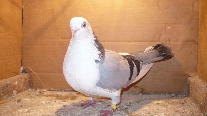 Data in Cobadin la Osbai - D- Porumbei JUCATORI DE GALATI VANDUTI Album 1