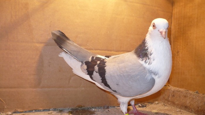 Data in Cobadin la Osbai - D- Porumbei JUCATORI DE GALATI VANDUTI Album 1