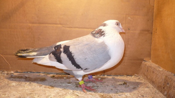 Data in Cobadin la Osbai - D- Porumbei JUCATORI DE GALATI VANDUTI Album 1