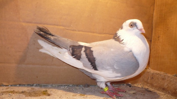 Data in Cobadin la Osbai - D- Porumbei JUCATORI DE GALATI VANDUTI Album 1