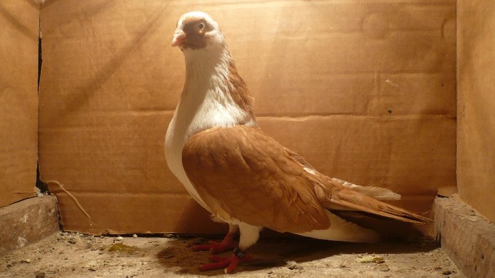 Dat in Cobadin la Osbai - D- Porumbei JUCATORI DE GALATI VANDUTI Album 1