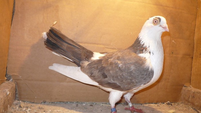 Data in Cobadin la Osbai - D- Porumbei JUCATORI DE GALATI VANDUTI Album 1