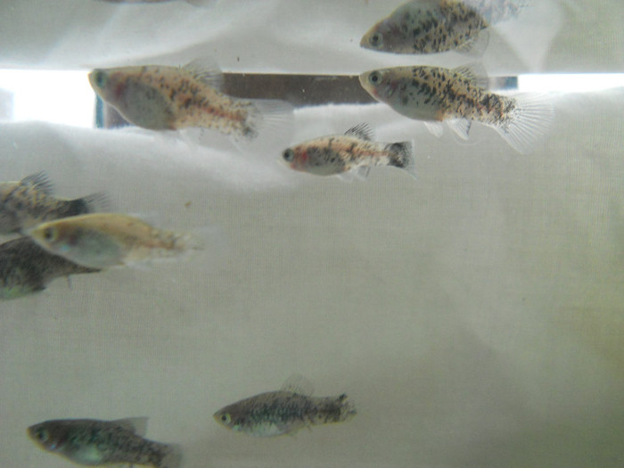 noiembrie 2011 174 - pesti din crescatorie