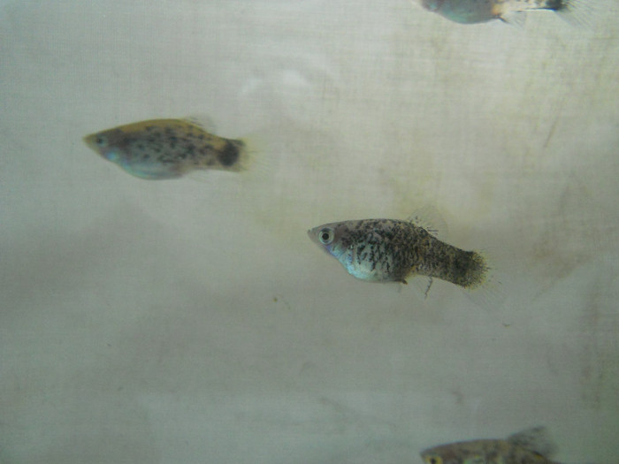 noiembrie 2011 175 - pesti din crescatorie