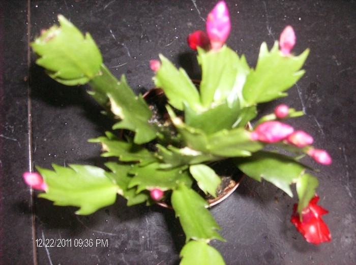 schlumbergera truncata_002
